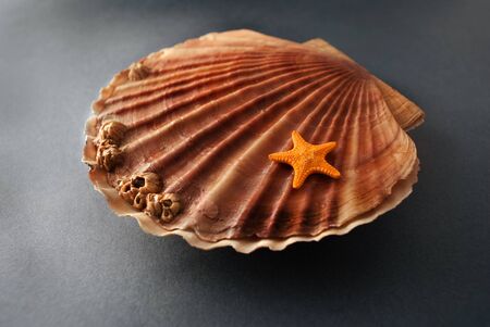 Beautiful composition of big scallop and little seastar on a gray background.の写真素材