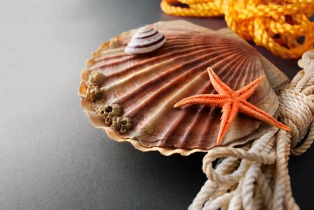 Beautiful composition of big scallop and few marine items on a gray background.の写真素材