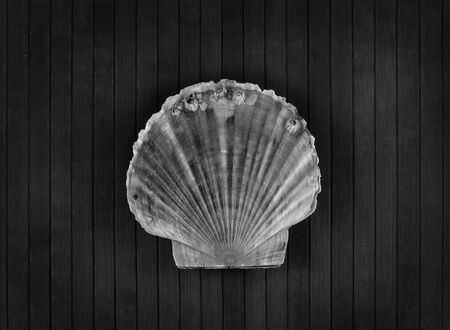 Big scallop on a wooden background. Monochrome.の写真素材