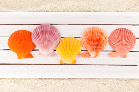Few colorful clams on a wooden planks over sandy background.の写真素材