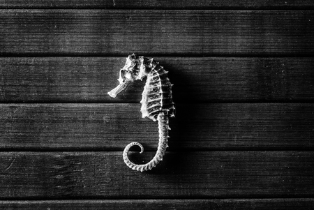 Little dried seahorse on a wooden background. Monochrome.の写真素材