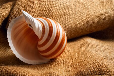 Big spiral seashell on a sackcloth background.