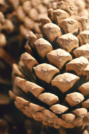 Pine cone on a blurry background.の写真素材