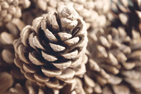 Pine cone on a blurry background.の写真素材