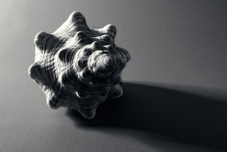 Monochrome spiral seashell with copy space.の写真素材