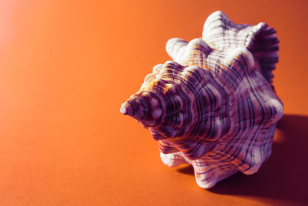 One moody seashell, spiral and colorful on orange background.の写真素材