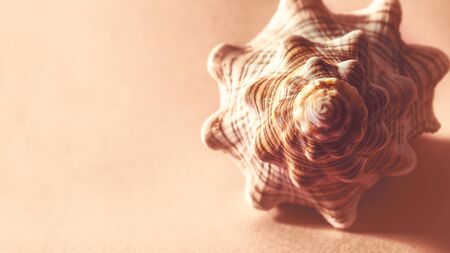 One warm moody seashell with copy space.の写真素材