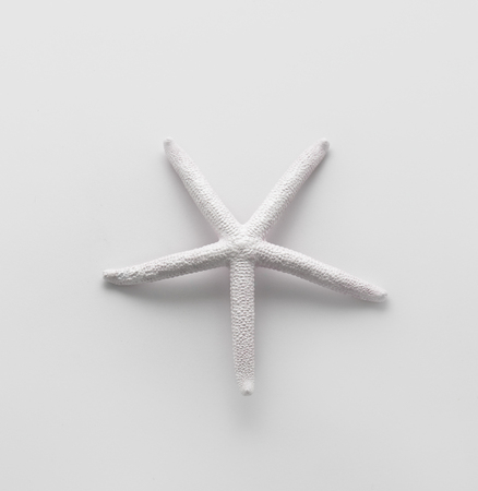 Single white seastar on a white background.の写真素材