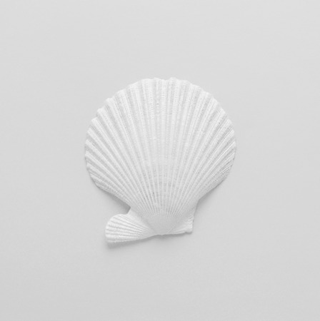 White single scallop on a white background.の写真素材