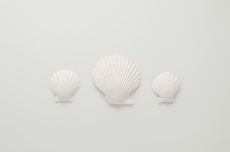 Three white scallops on a white background.の写真素材