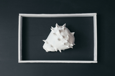 Big white spiked seashell in white frame on a black background.の写真素材