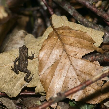 little toad with leafの写真素材