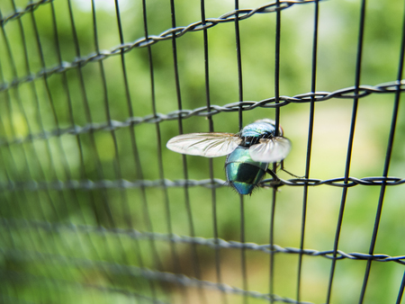 Fly in the fenceの写真素材