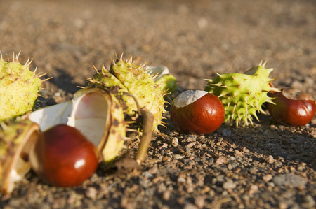 Chestnuts in a row