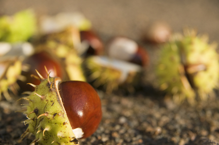 Chestnut in the foregroundの写真素材