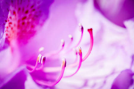 Macro shot of a pink rhododendron flower with easily recognizable stamens in front of blurred...