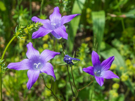 Close-up of three flowers of the broad-leaved bellflower (lat: Campanula latifolia) in front of a blurred natural background in Bavaria.の写真素材
