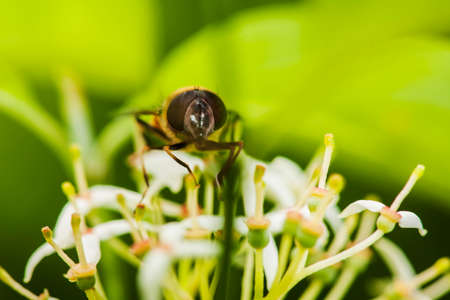 Macro shot of a fly sitting on the flowers of a common privet (lat: Ligustrum vulgare) looking into the camera in front of natural surroundings and a shallow depth of field.の写真素材