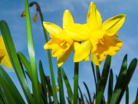 Close-up of two daffodils against a blue sky in a ground-level view.の写真素材
