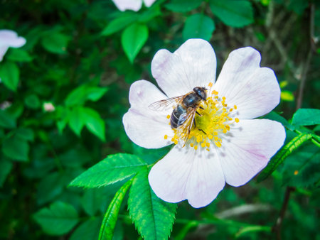 Honey bee (Latin: Apis mellifera) on a white dog rose flower, rose hip flower (Latin: Rosa canina) in front of natural green blurred foliage.の写真素材