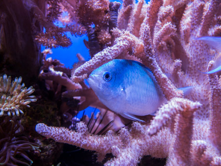 Close view of a small perch between reddish corals.の写真素材