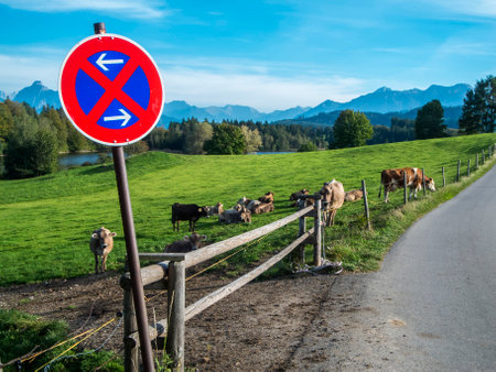 Landscape view with light brown dairy cows in a field at the Bavarian pond Schwaltenweiher on a country road with traffic sign in the foreground and mountain range in the background.の写真素材