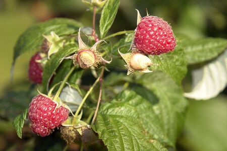raspberry