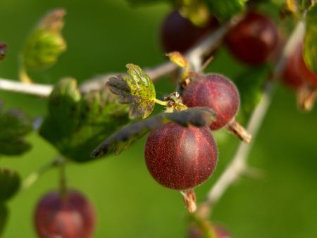 gooseberryの写真素材