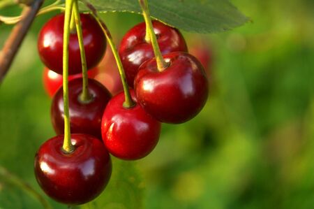 ripe cherriesの写真素材