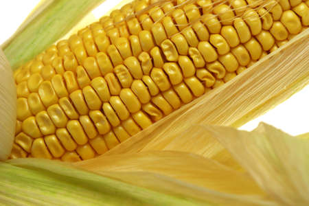 corn on a white background