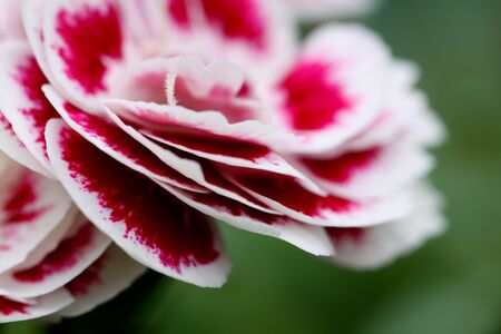 Red and White carnation Flower with bicolor frilly petals の写真素材