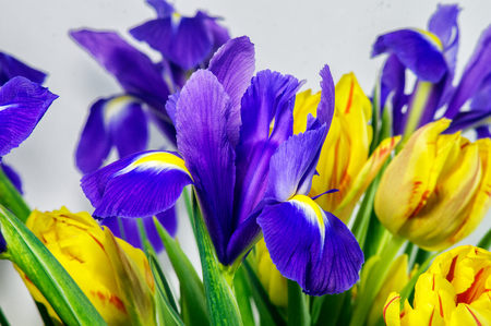 Blue irises with yellow tulips. Close-up.の写真素材