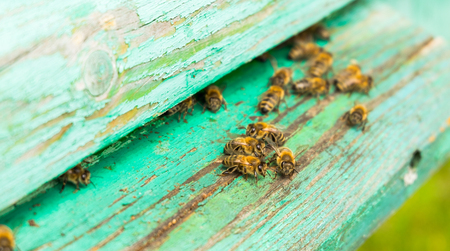 Life of bees. Worker bees. The bees bring honeyの写真素材