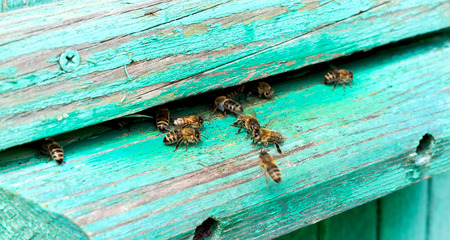 Life of bees. Worker bees. The bees bring honey