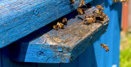 Life of bees. Worker bees. The bees bring honeyの写真素材