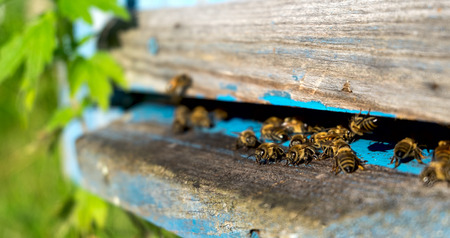 Life of bees. Worker bees. The bees bring honeyの写真素材