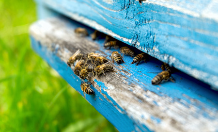 Life of bees. Worker bees. The bees bring honey