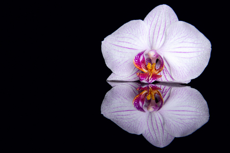 One orchid flower with water drops and reflection on a black backgroundの写真素材