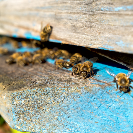 Life of Worker Bees. The Bees Bring Honey