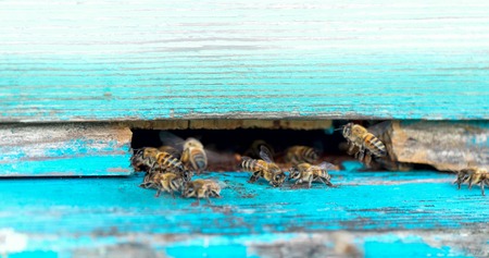 Life of Worker Bees. The Bees Bring Honey.の写真素材