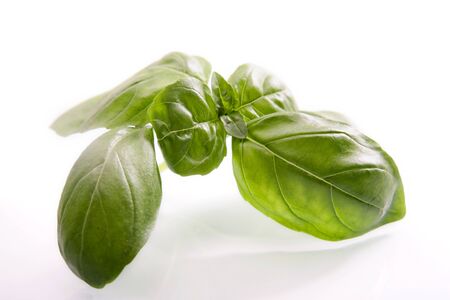 Fresh basilの写真素材