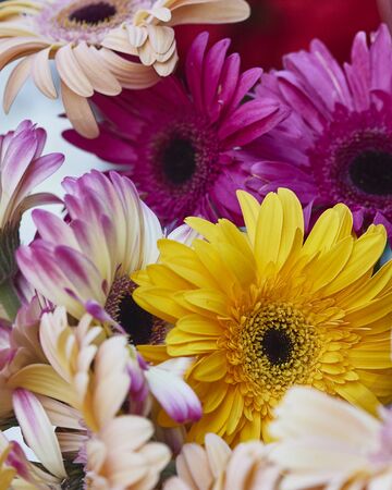 flower photographsの写真素材