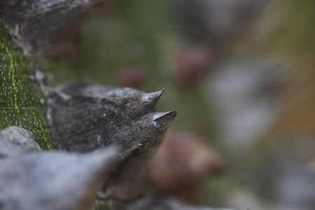skewers on the bark of a tree, still lifeの写真素材