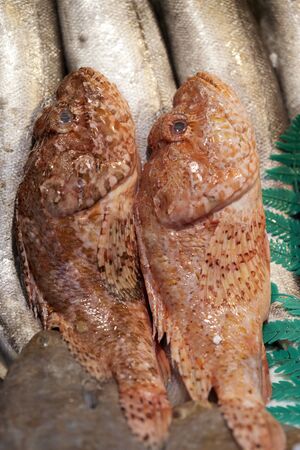 Fresh fish exhibition at market stalls