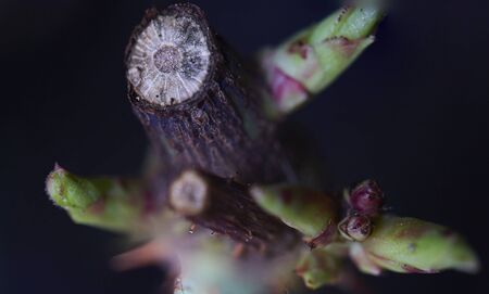 beautiful macro photography of thorns of the rose stem