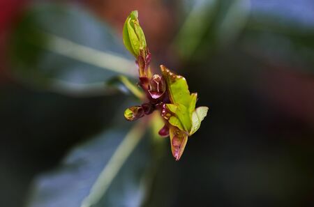 beautiful macro photography of rose flower budsの写真素材