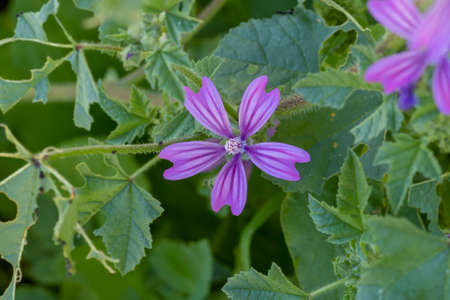 Close up of beautiful natural flower