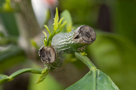 macro photography of natural flowers with great details captured with the macro lens