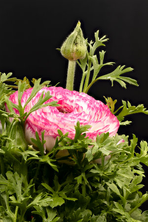 macro photography of natural flowers with great details captured with the macro lens