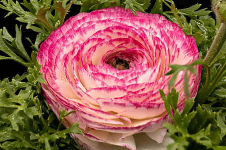 macro photography of natural flowers with great details captured with the macro lens